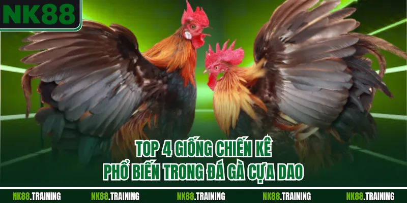 Top 4 giống chiến kê phổ biến trong đá gà cựa dao
